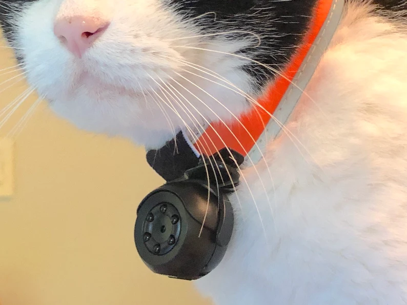 cat camera collar