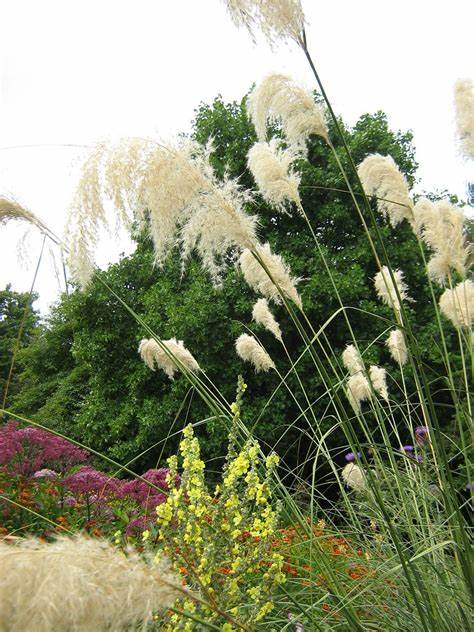 Pampas grass